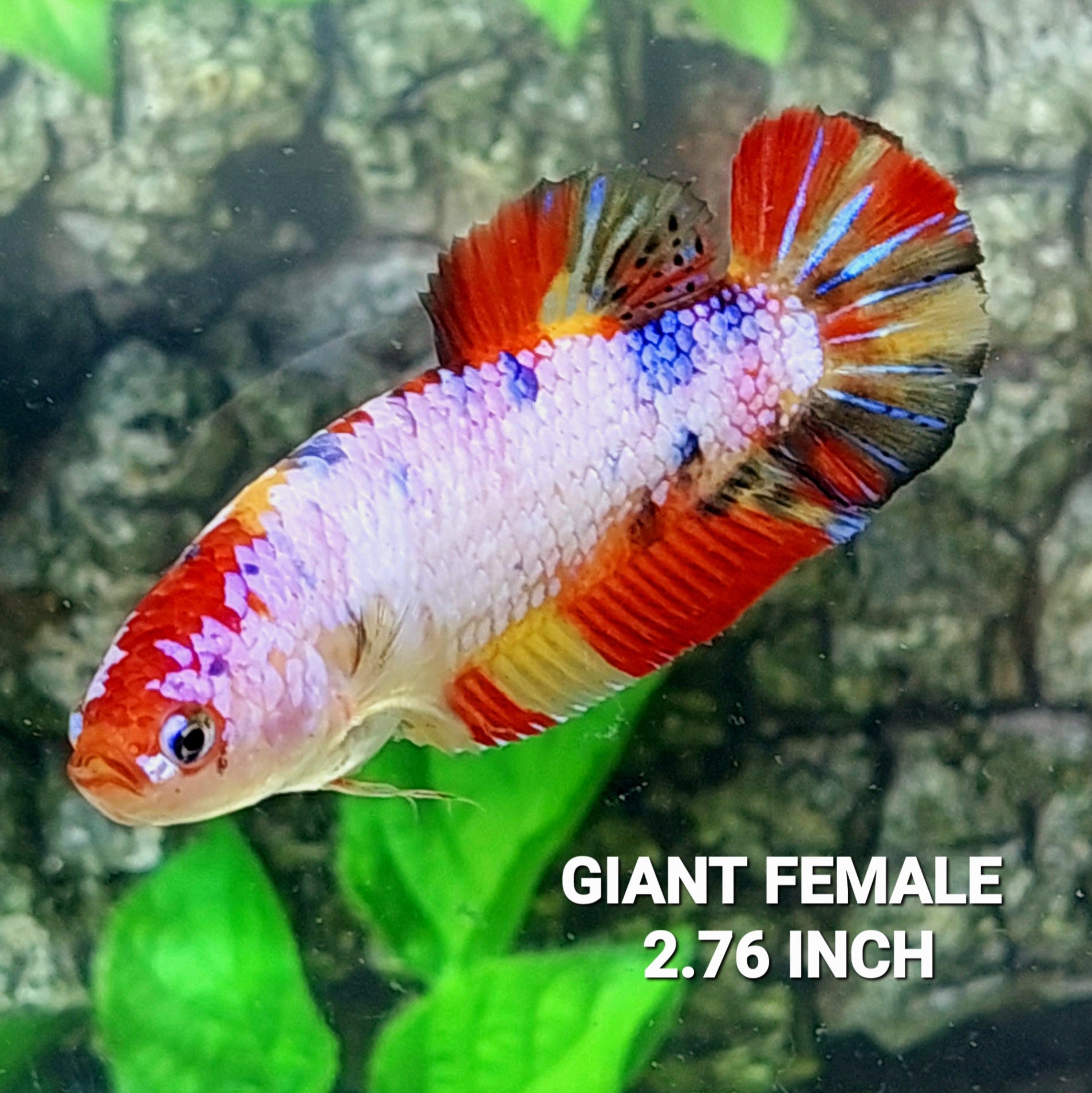Multicolor Pink Purple Candy HMPK GIANT Female For Sorority Tank/Breed