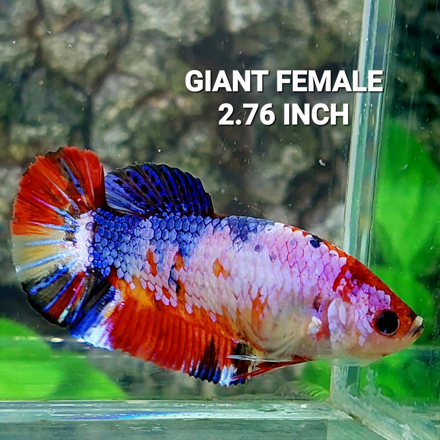 Multicolor Pink Purple Candy HMPK GIANT Female For Sorority Tank/Breed