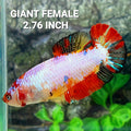 Multicolor Pink Candy HMPK GIANT Female For Sorority Tank/Breed