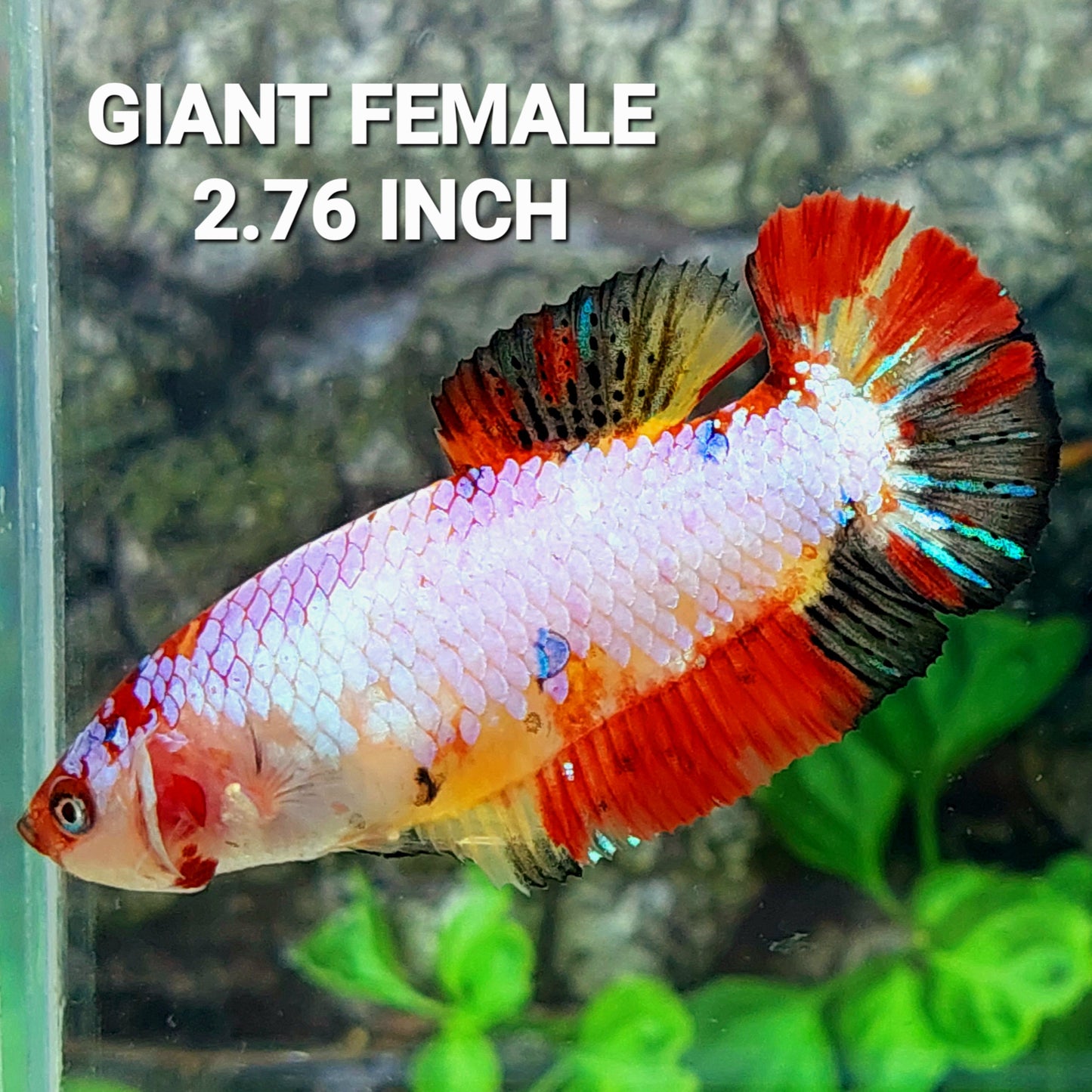 Multicolor Pink Candy HMPK GIANT Female For Sorority Tank/Breed