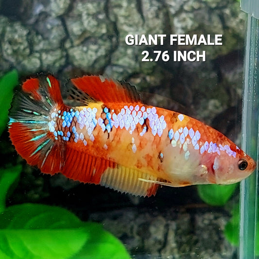 Multicolor Yellowbase Galaxy HMPK GIGANTE hembra para hermandad de mujeres tanque/raza