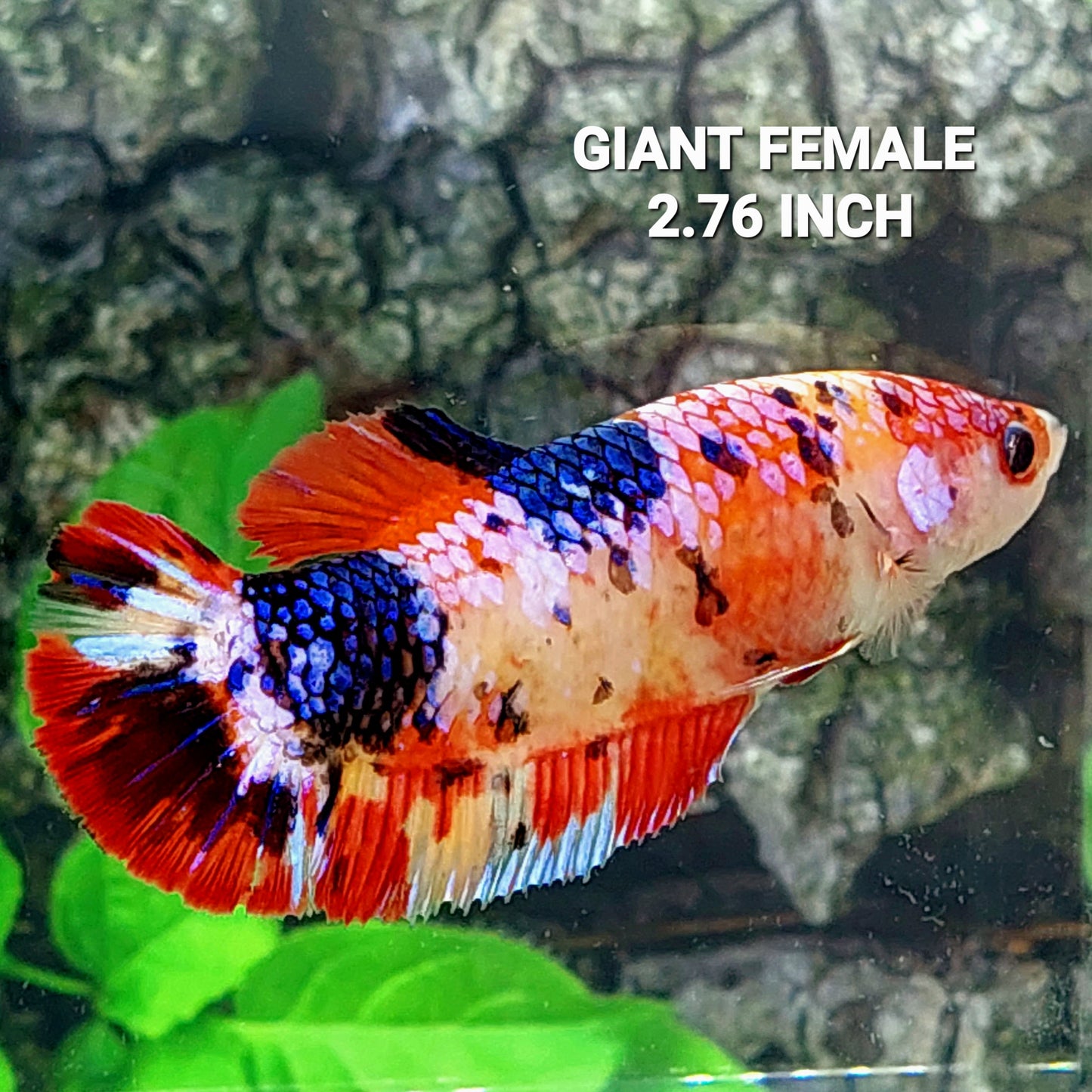 Multicolor Pink Candy Galaxy HMPK GIANT Female For Sorority Tank/Breed