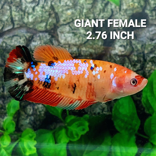 Multicolor naranja rosa Galaxy HMPK GIGANTE hembra para hermandad de mujeres tanque/raza