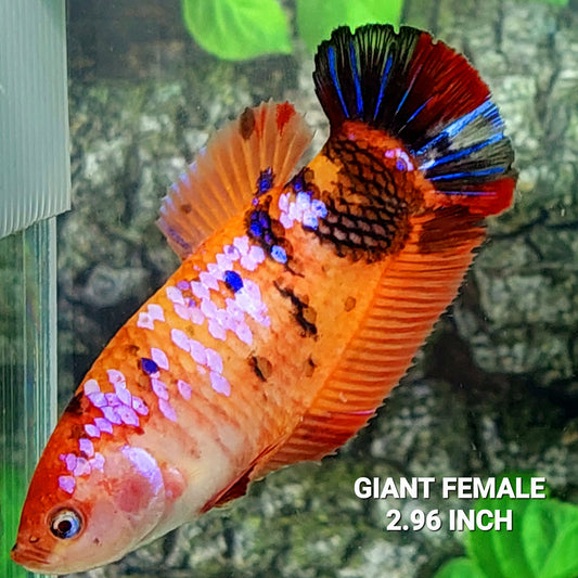 Multicolor naranja rosa Galaxy HMPK GIGANTE hembra para hermandad de mujeres tanque/raza