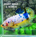 Amarillo Fantasía Dálmata GIGANTE HMPK Macho