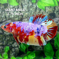 Multicolor Purple Candy GIANT HMPK Male