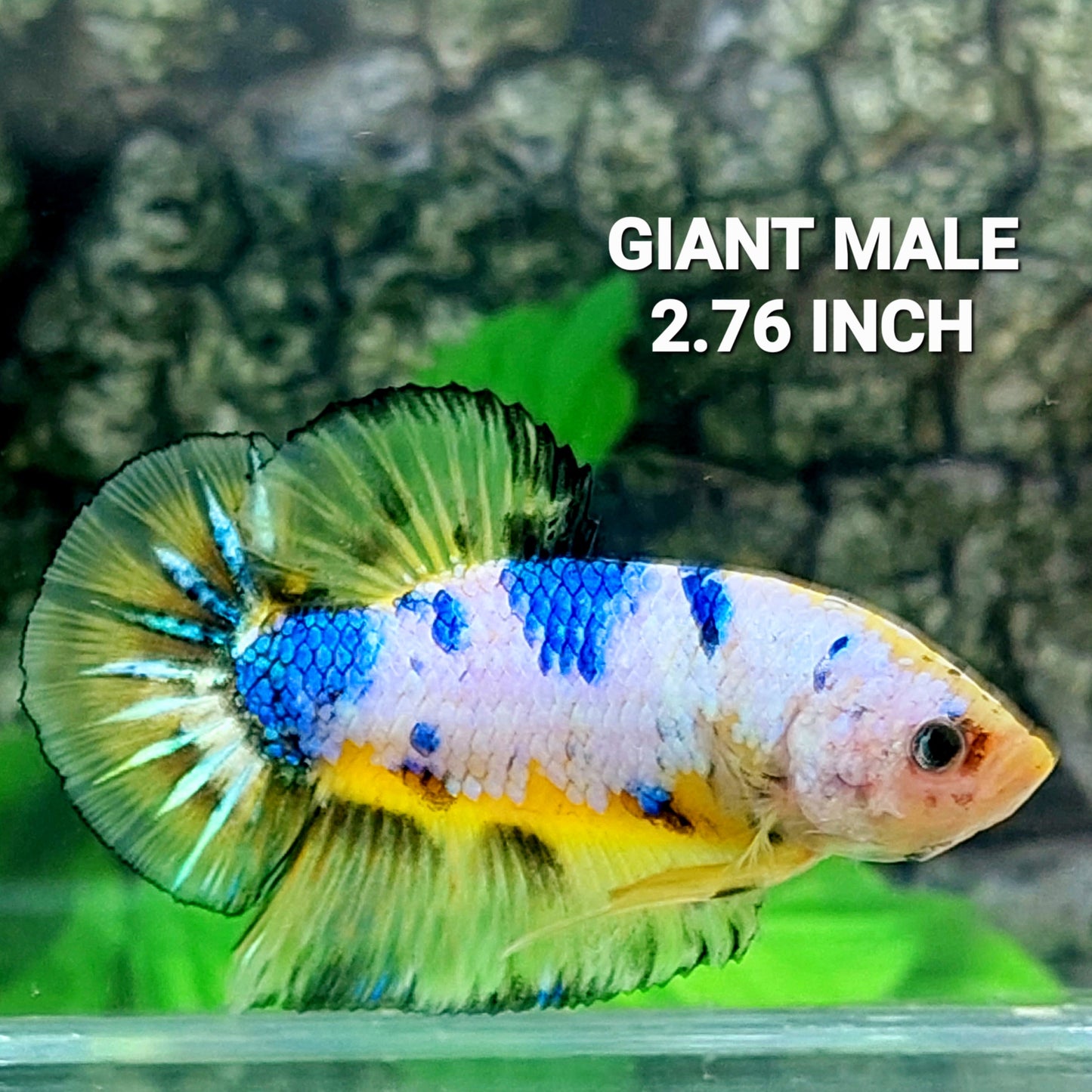 Yellow Fancy GIANT HMPK Male