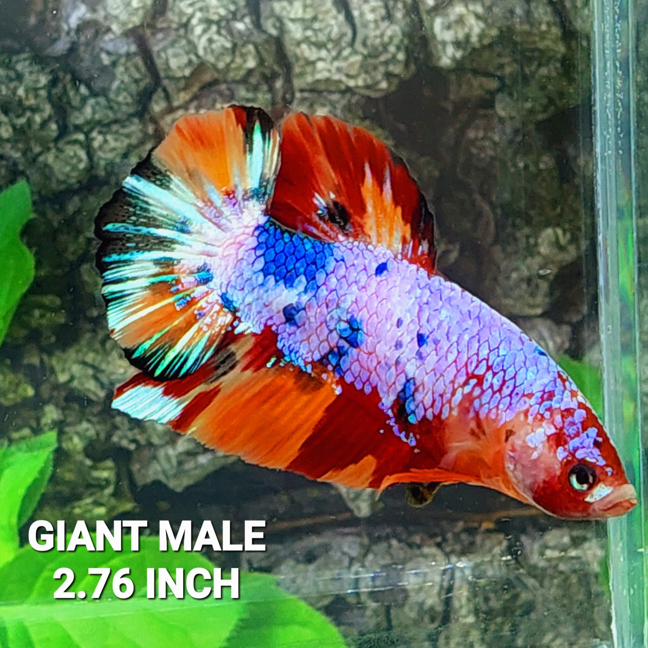 Multicolor Purple Candy GIANT HMPK Male