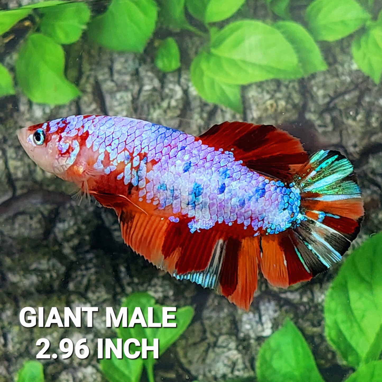 Multicolor Purple Candy GIANT HMPK Male