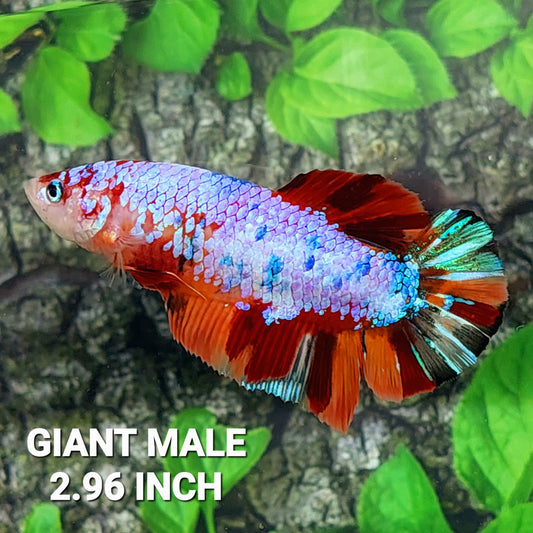 Multicolor Purple Candy GIANT HMPK Male