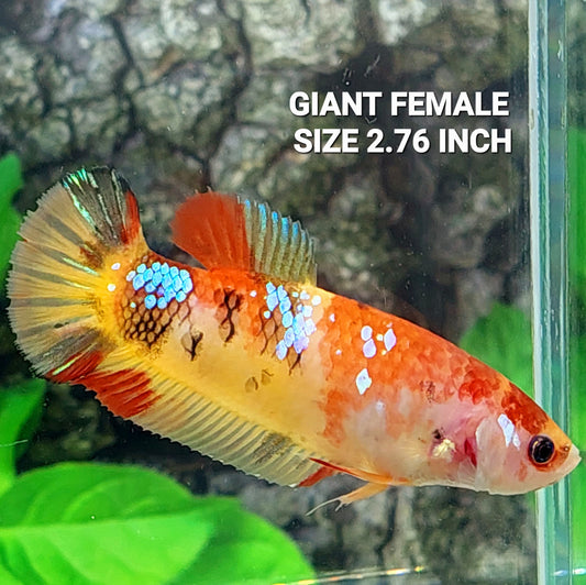 Multicolor Yellowbase Galaxy HMPK GIGANTE hembra para hermandad de mujeres tanque/raza