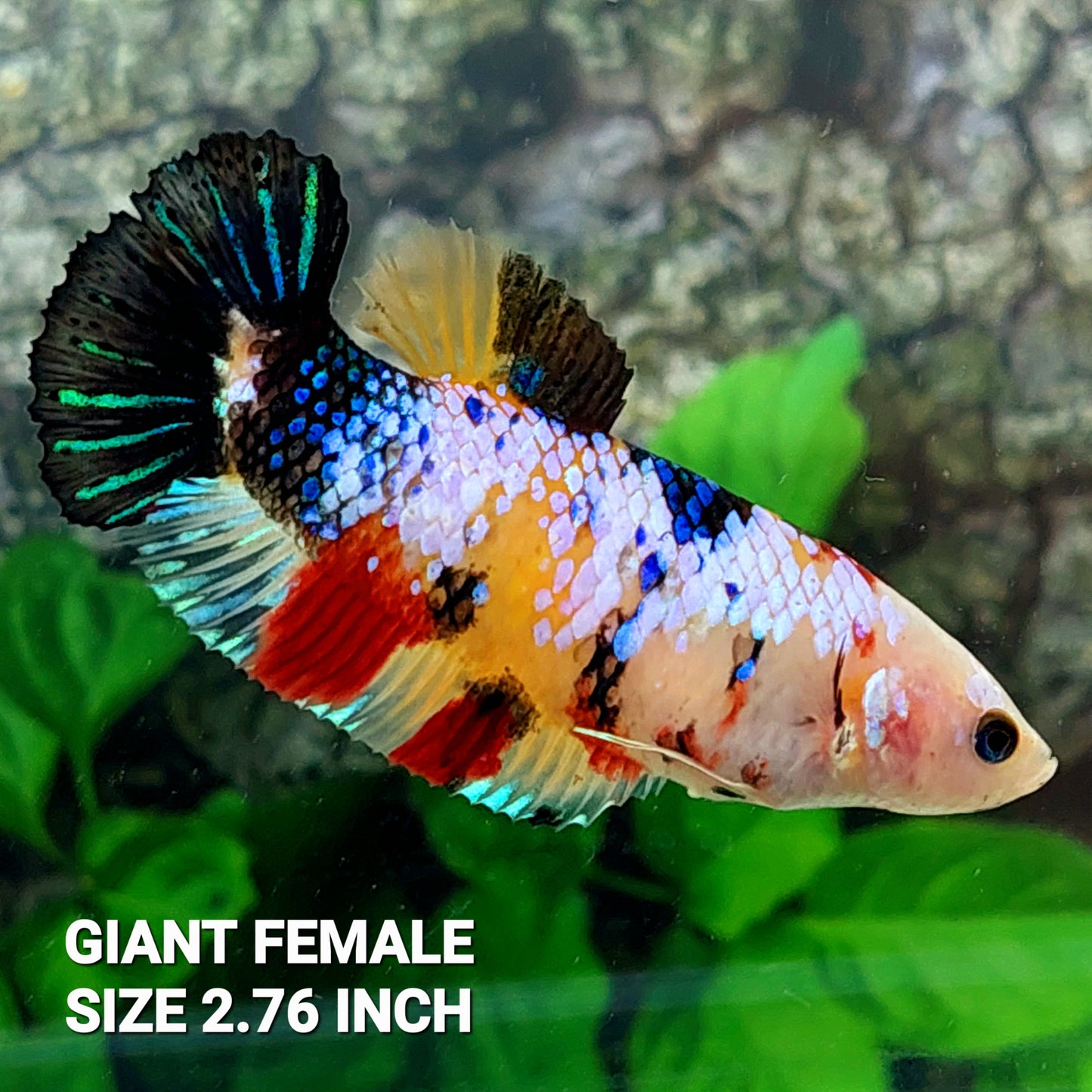 Multicolor Galaxy HMPK GIANT Female For Sorority Tank/Breed