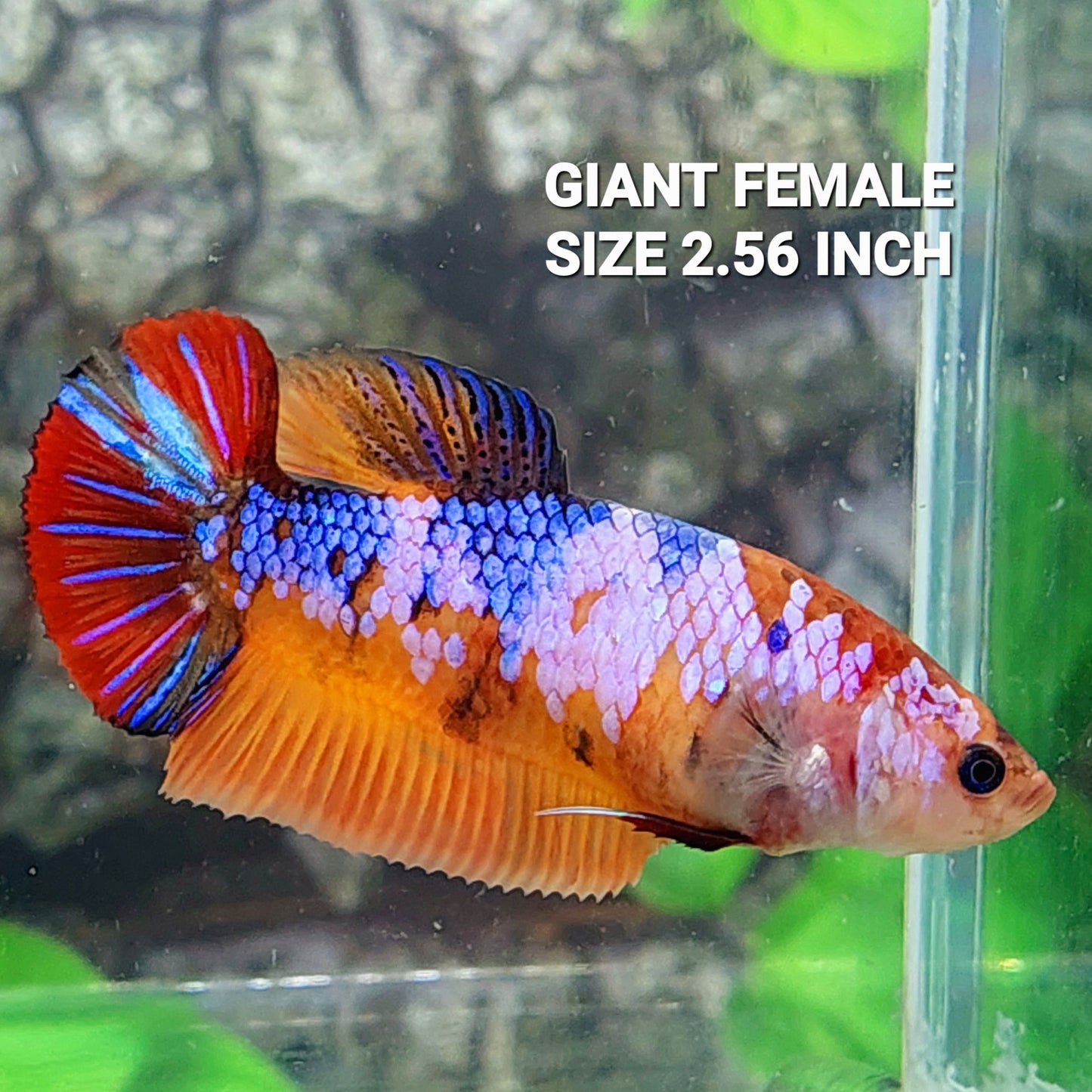 Multicolor Candy HMPK GIANT Female For Sorority Tank/Breed