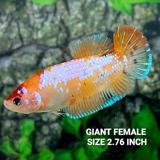 Naranja Rosa Samurai HMPK GIGANTE Hembra Para Sorority Tank/Breed