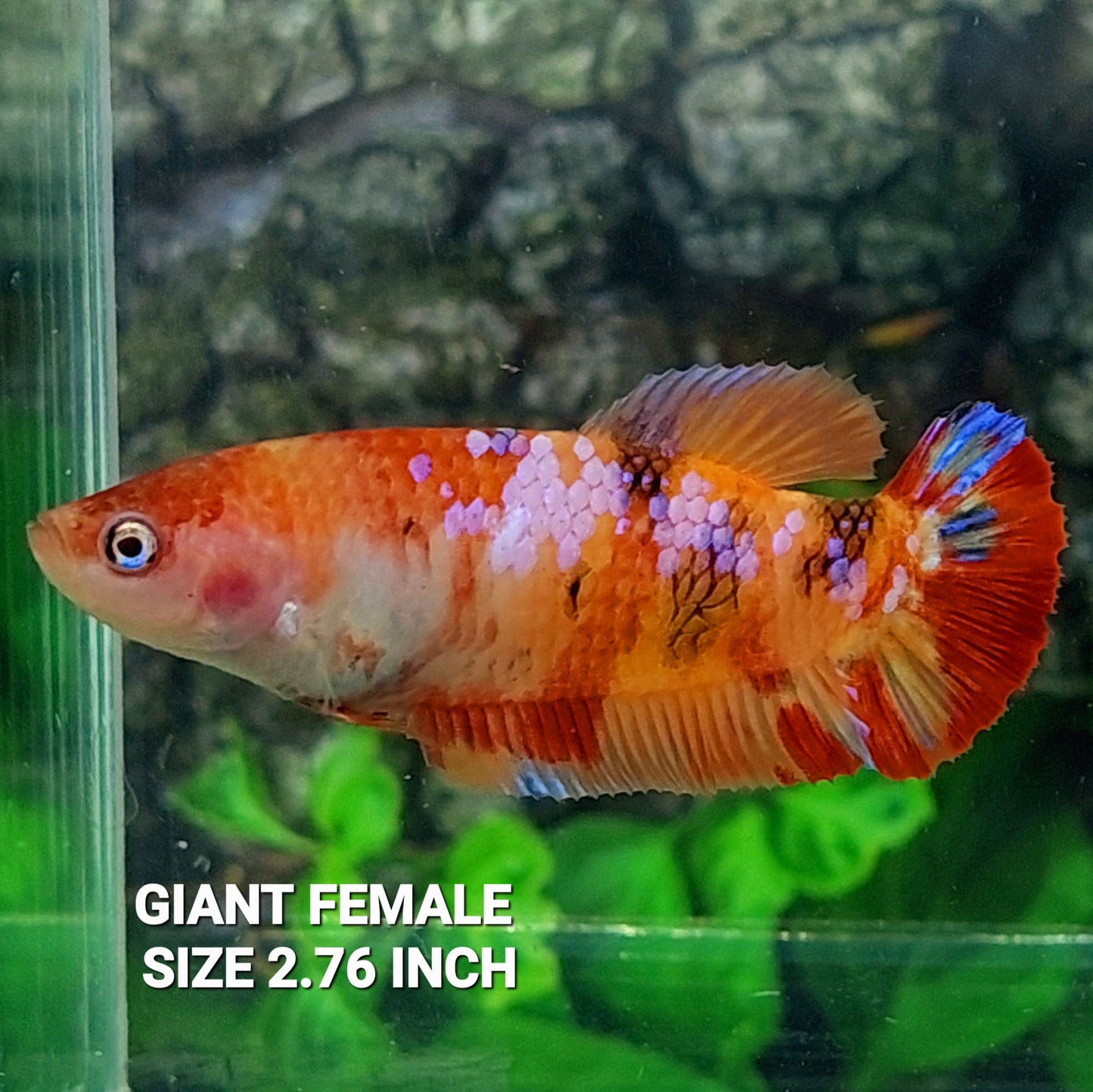 Multicolor Pink Galaxy HMPK GIANT Female For Sorority Tank/Breed