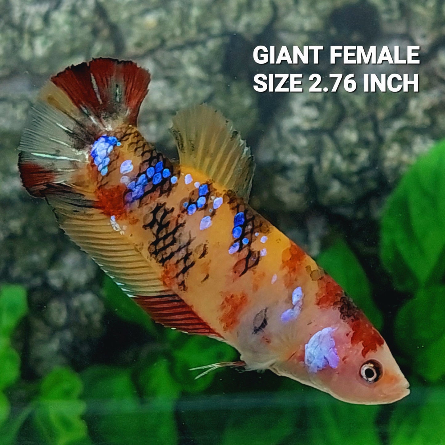 Multicolor Galaxy HMPK GIANT Female For Sorority Tank/Breed