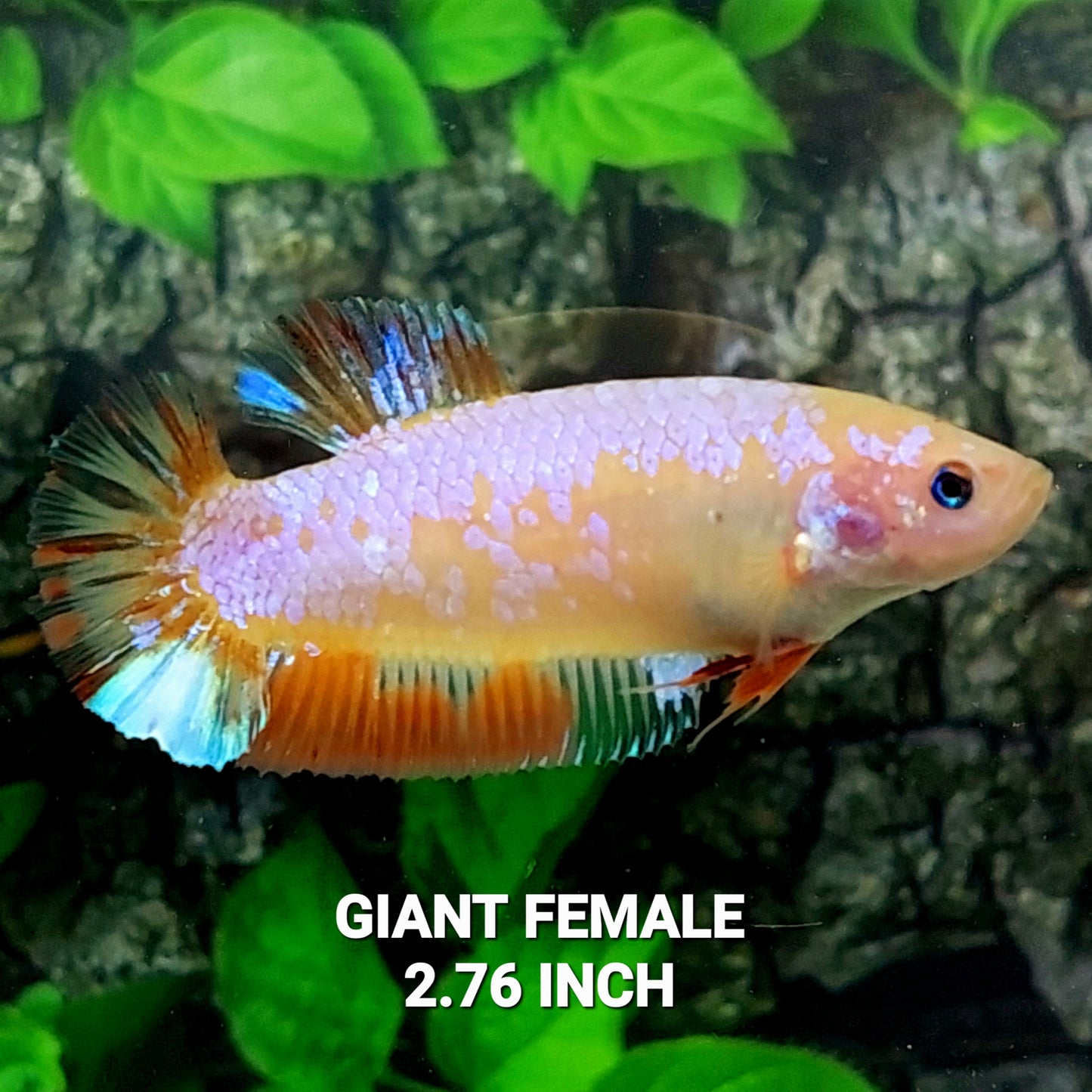 Multicolor Pink Samurai HMPK GIANT Female For Sorority Tank/Breed