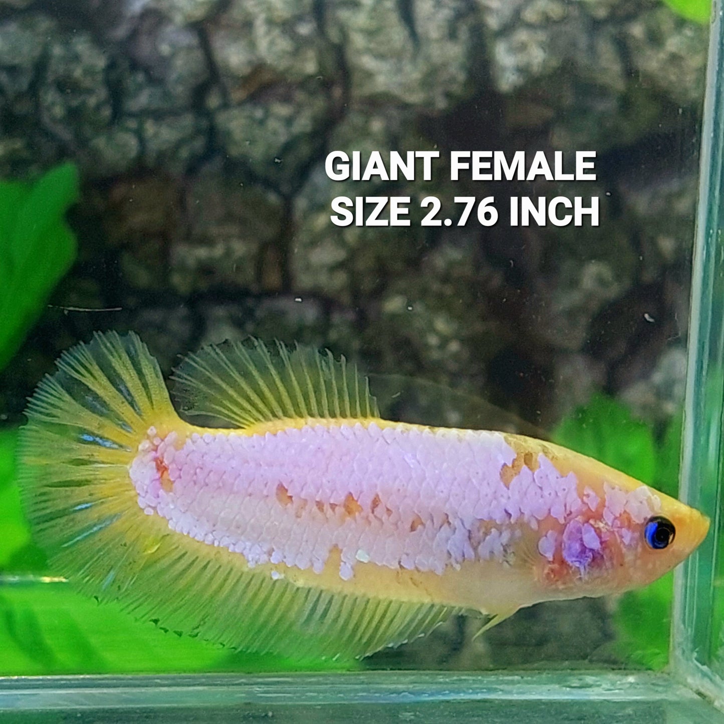 Bicolor Pink Yellow HMPK GIANT Female For Sorority Tank/Breed