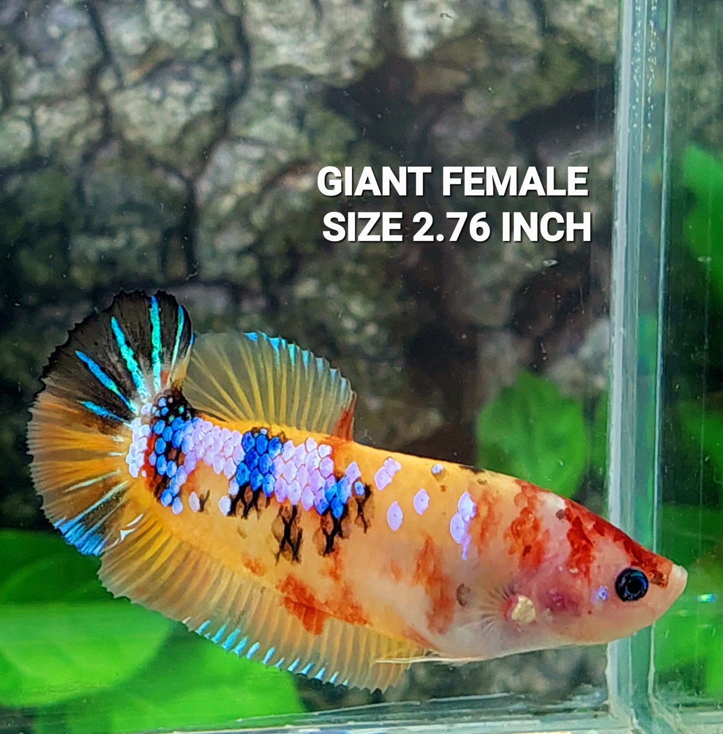 Multicolor Yellowbase Galaxy HMPK GIANT Female For Sorority Tank/Breed