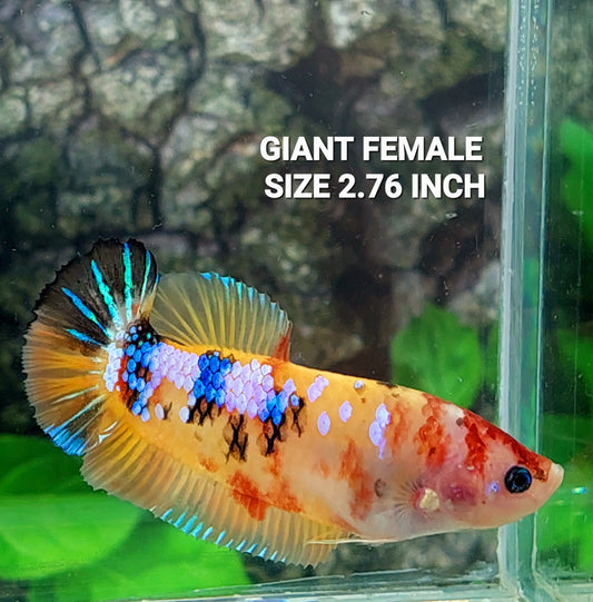 Multicolor Yellowbase Galaxy HMPK GIGANTE hembra para hermandad de mujeres tanque/raza