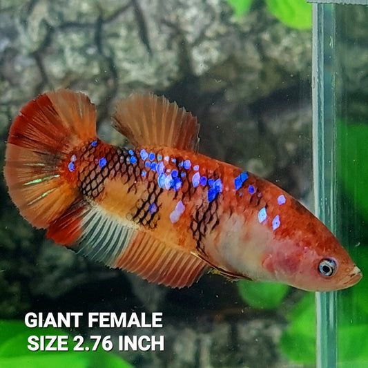 Hembra gigante multicolor Koi Galaxy HMPK para hermandad de mujeres tanque/raza