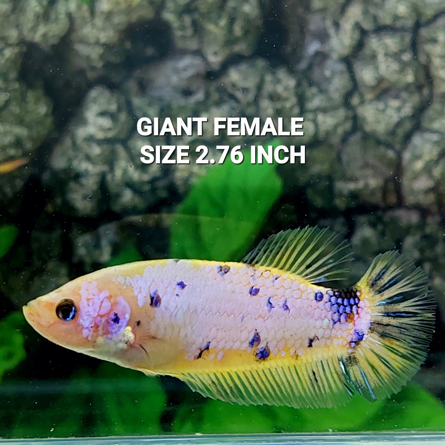 Yellow Fancy Dalmation HMPK GIANT Female For Sorority Tank/Breed