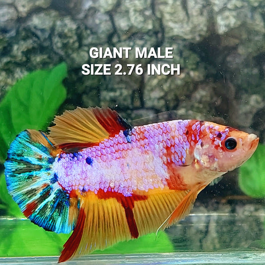 Multicolor Pink Candy GIANT HMPK Male