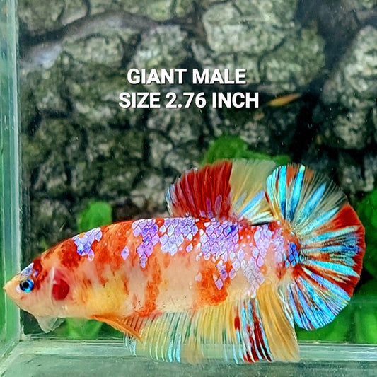 Multicolor Purple Galaxy GIANT HMPK Male