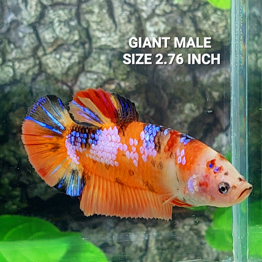 Multicolor Orange Pink Galaxy GIANT HMPK Male