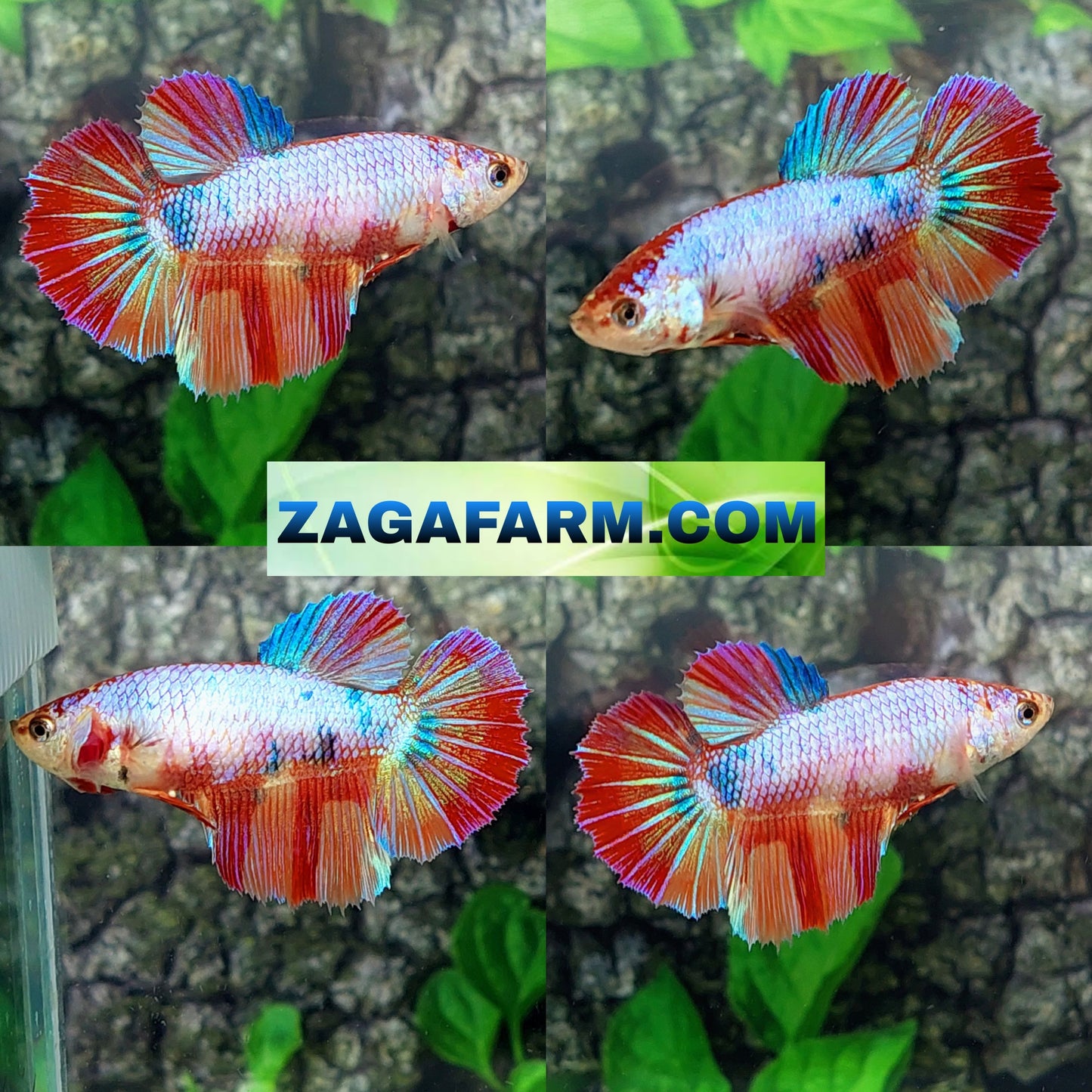 Multicolor Candy Halfmoon Female For Sorority Tank/Breed