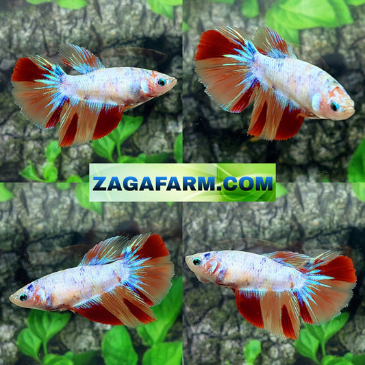 Multicolor Candy Halfmoon Female For Sorority Tank/Breed