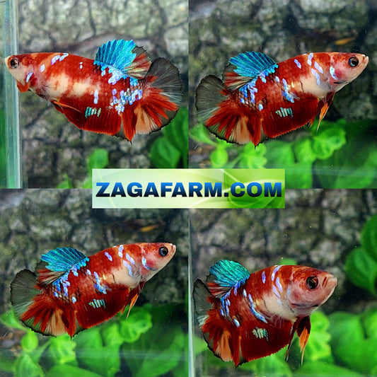 Multicolor Koi Galaxy HMPK Female For Sorority Tank/Breed