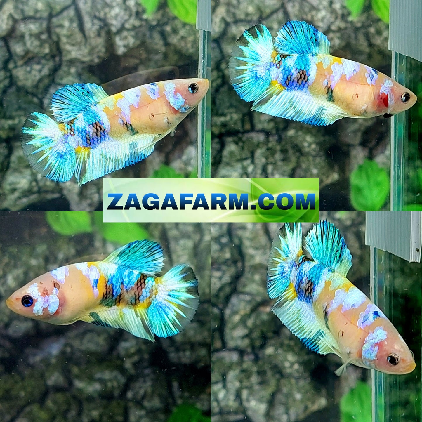 Multicolor Yellow Galaxy HMPK Female For Sorority Tank/Breed