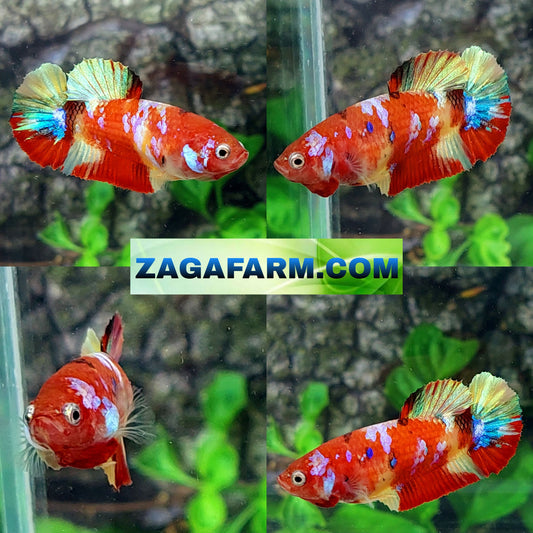 Multicolor Red Gold Galaxy HMPK Female For Sorority Tank/Breed