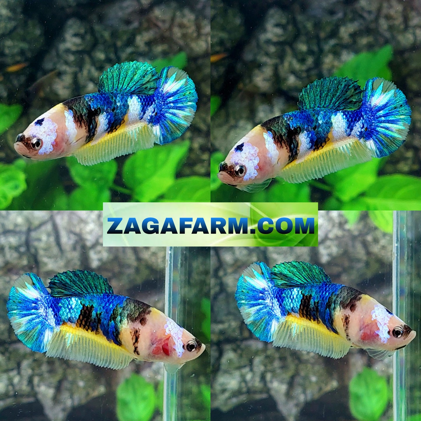 Multicolor Yellow Galaxy HMPK Female For Sorority Tank/Breed