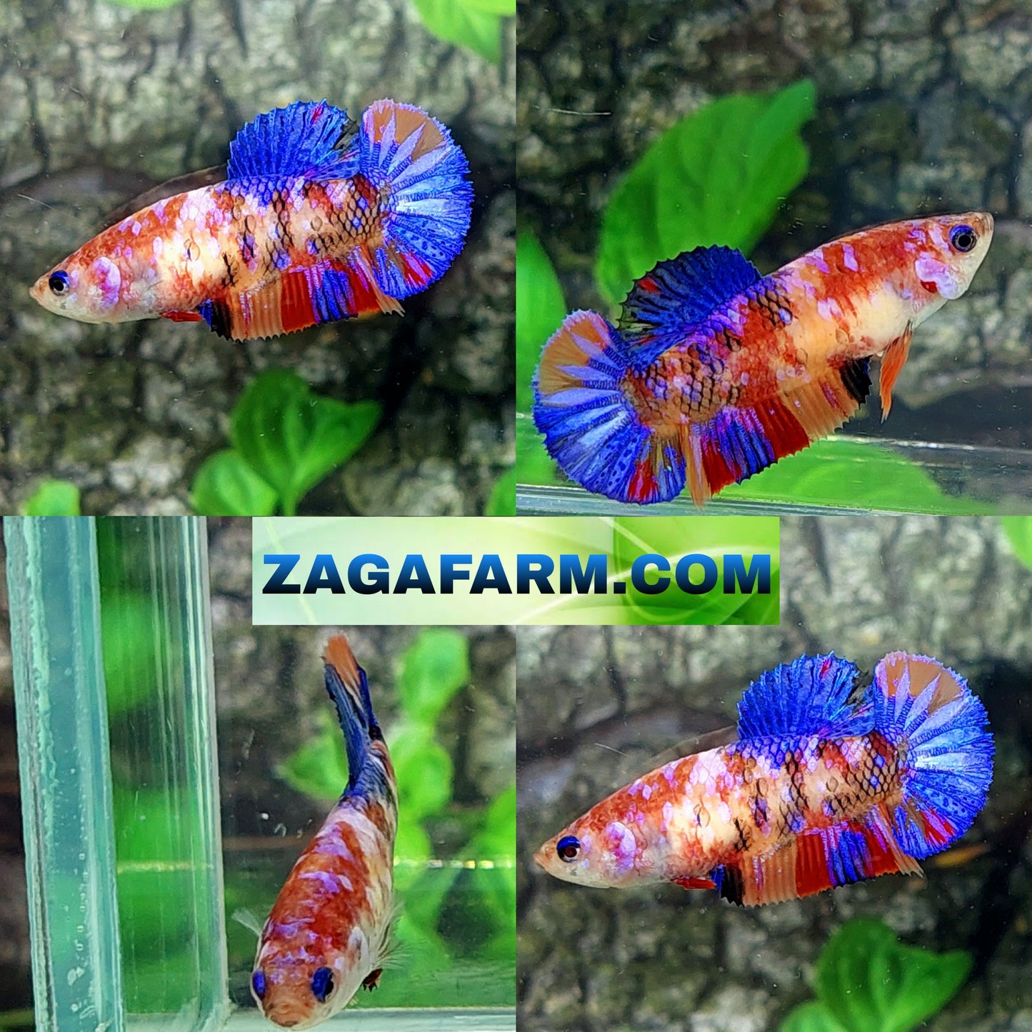 Multicolor Galaxy HMPK Female For Sorority Tank/Breed