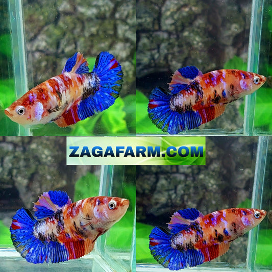 Multicolor Galaxy HMPK Female For Sorority Tank/Breed