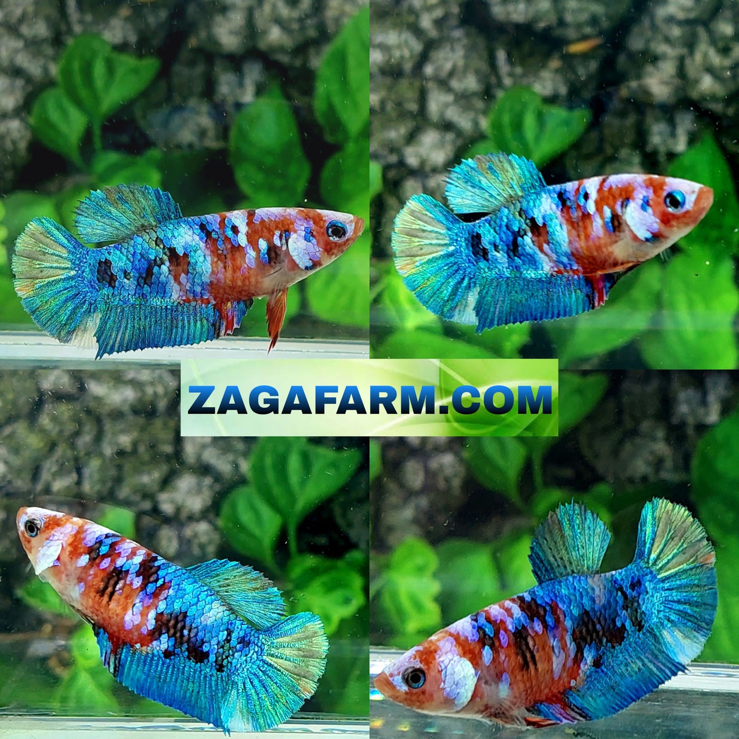 Multicolor Galaxy HMPK Female For Sorority Tank/Breed