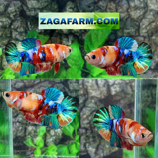 Multicolor Galaxy HMPK Female For Sorority Tank/Breed