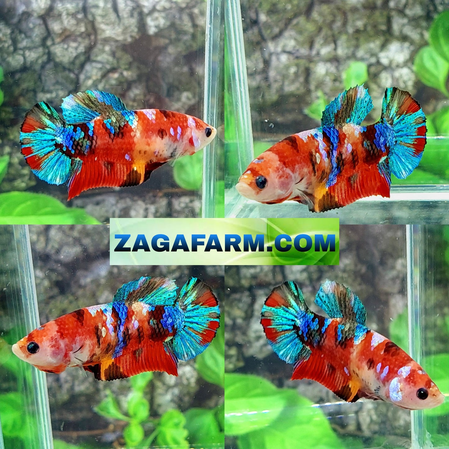 Multicolor Galaxy HMPK Female For Sorority Tank/Breed