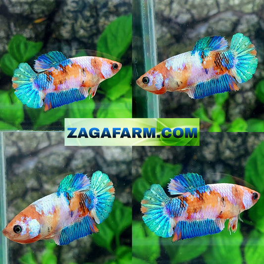 Multicolor Galaxy HMPK Female For Sorority Tank/Breed