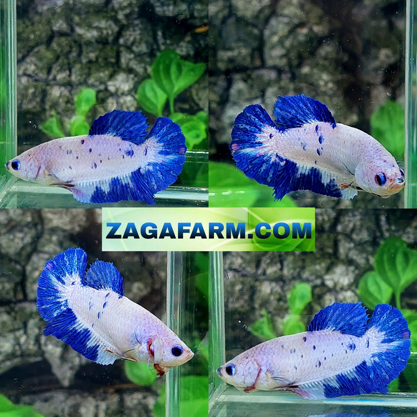 Blue Marble Dalmation HMPK Female For Sorority Tank/Breed