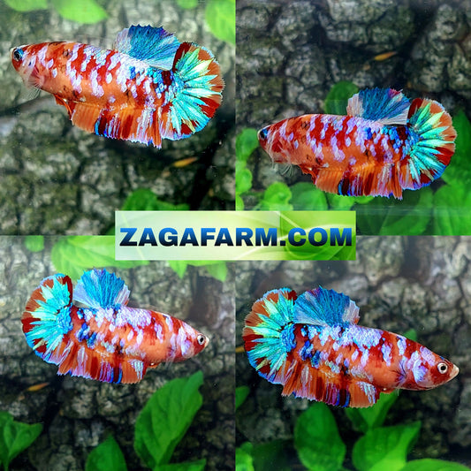 Multicolor Galaxy HMPK Female For Sorority Tank/Breed