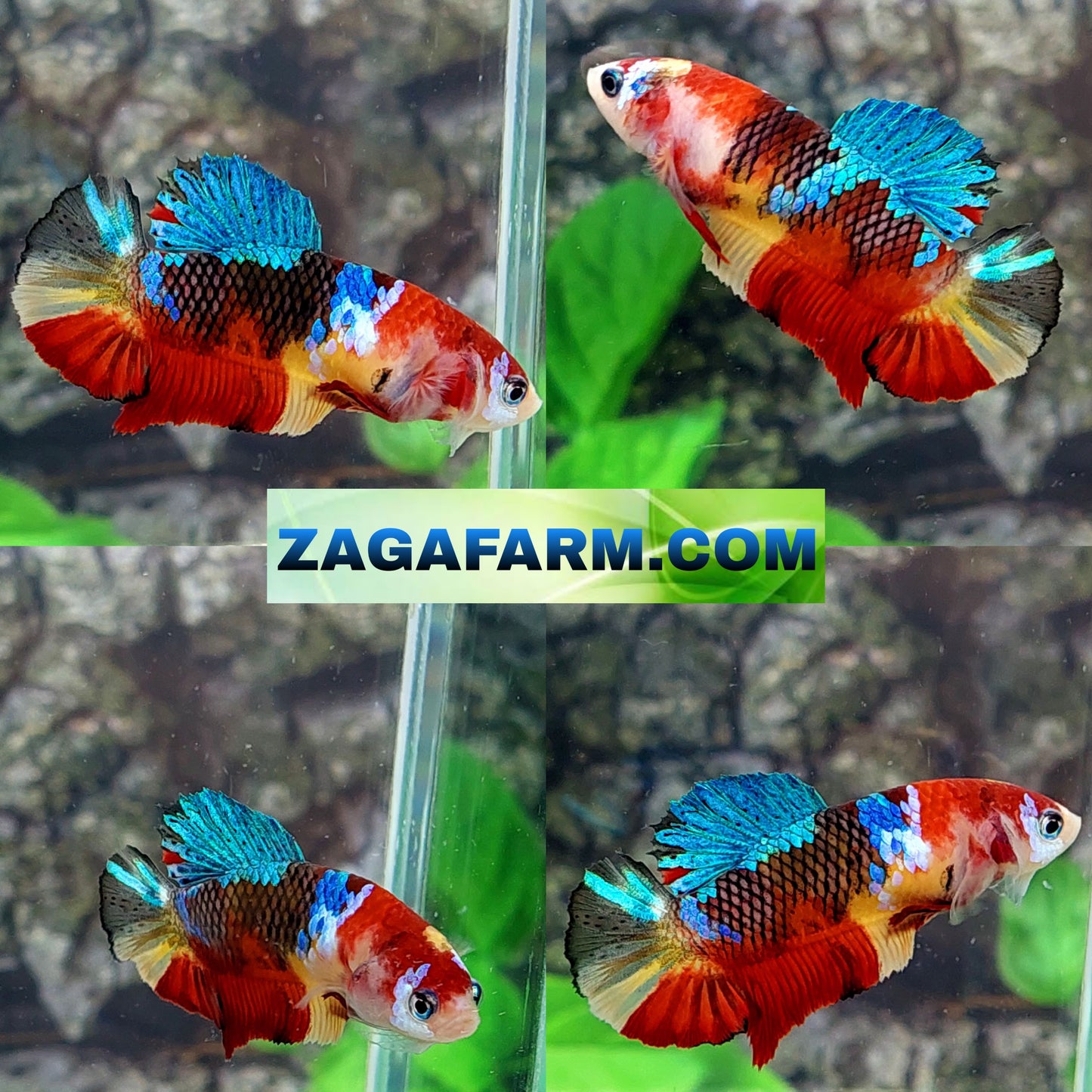 Multicolor Koi Galaxy HMPK Female For Sorority Tank/Breed