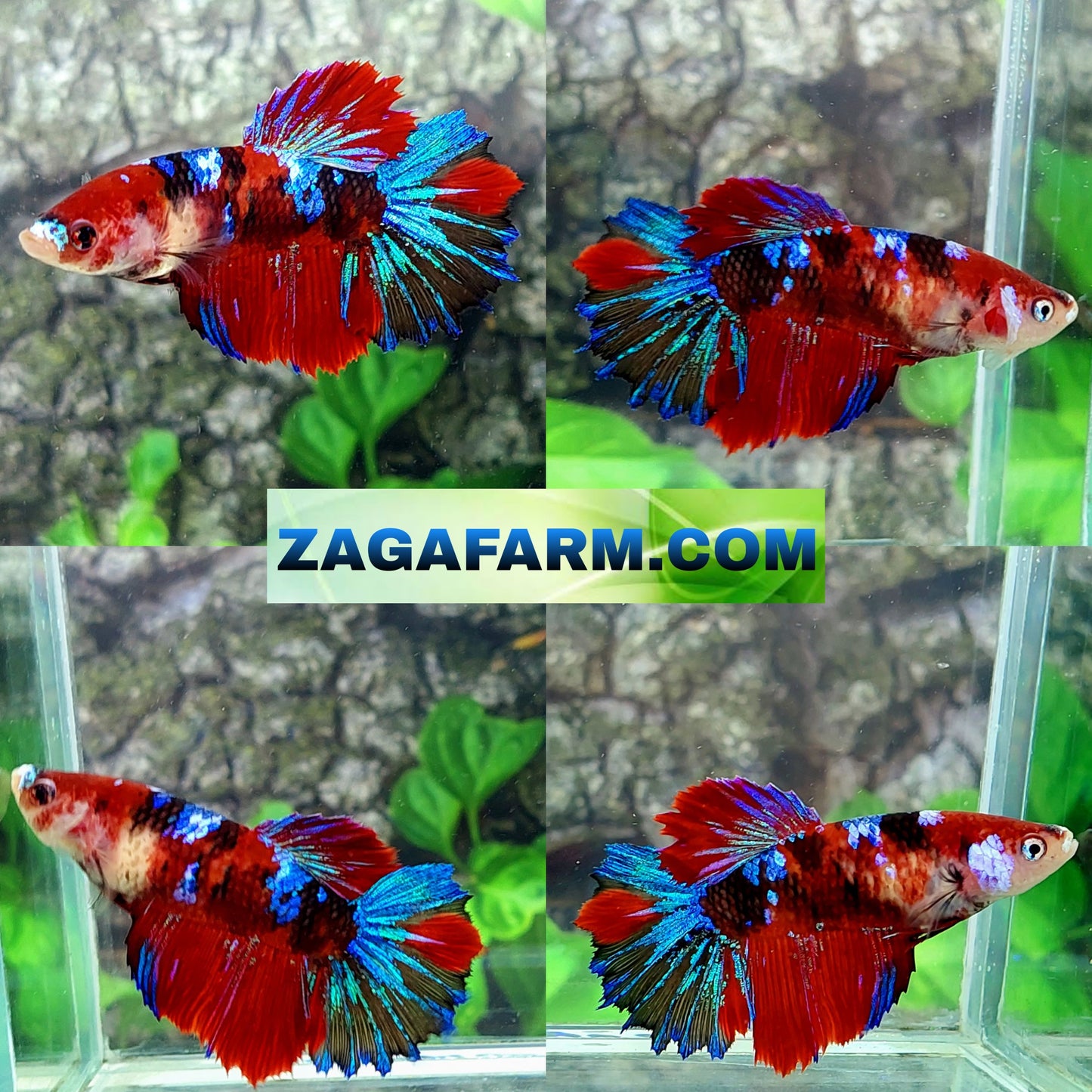 Multicolor Koi Galaxy Halfmoon Female For Sorority Tank/Breed