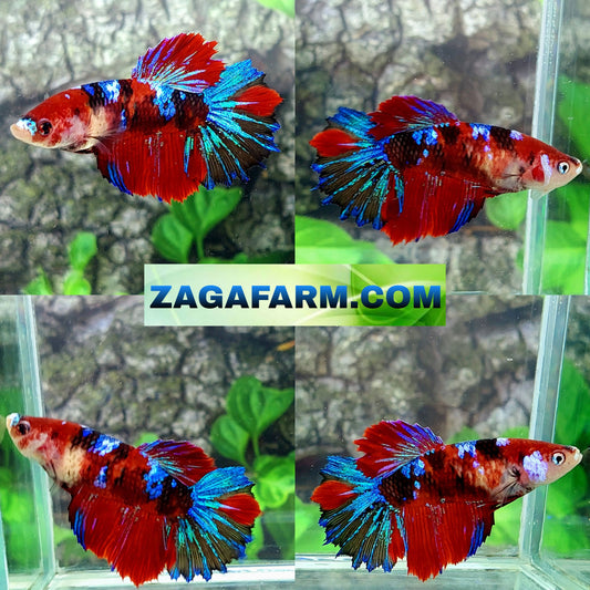 Multicolor Koi Galaxy Halfmoon hembra para hermandad de mujeres tanque/raza