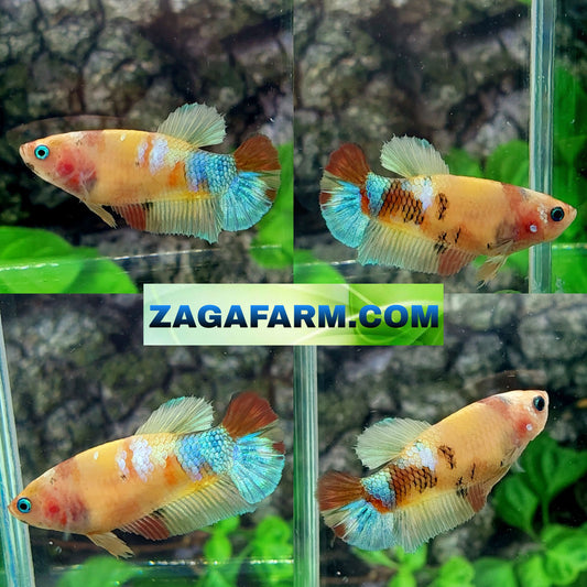 Multicolor Yellowbase Galaxy HMPK Female For Sorority Tank/Breed