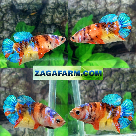 Multicolor Galaxy HMPK Female For Sorority Tank/Breed