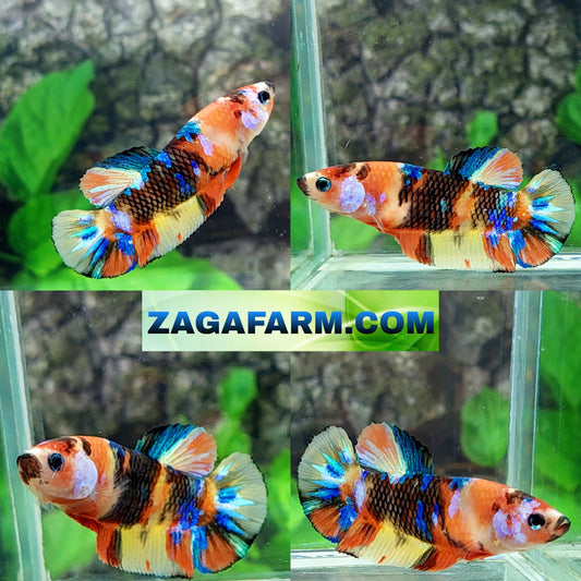 Multicolor Galaxy HMPK Female For Sorority Tank/Breed