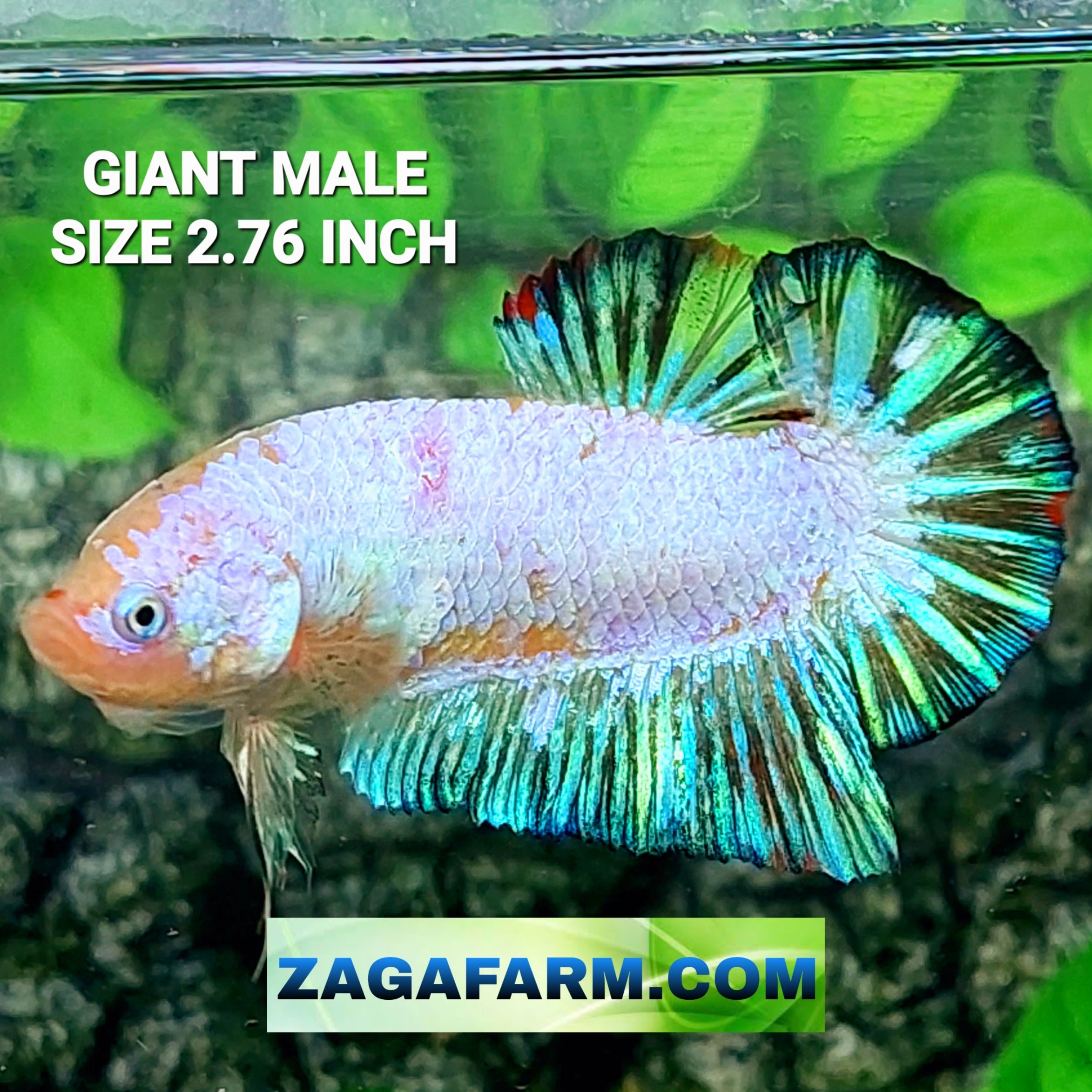 Pink Skyblue Marble GIANT HMPK Male